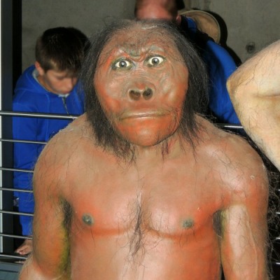 Model of an early hominid