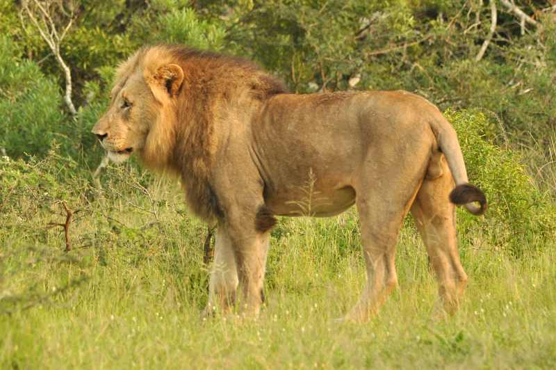 Lion at iMfolozi Game Reserve