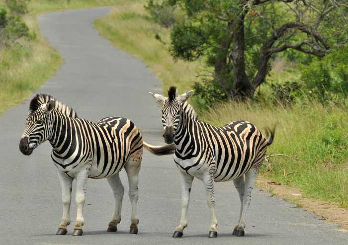 Zebras block the road in iMfolozi Game Reserve