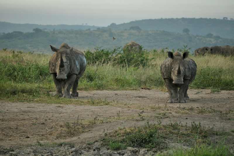 White Rhino are quite common in Hluhluwe Game Reserve