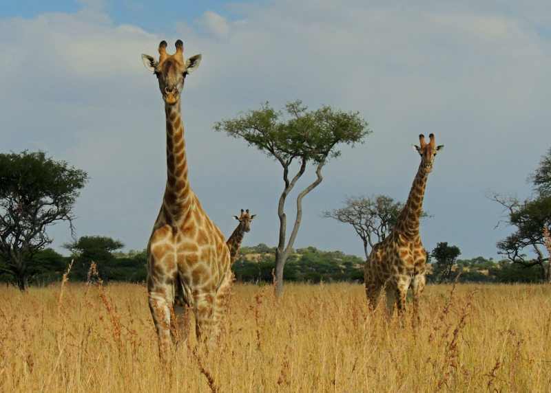 Giraffe are very common in the bushveld areas of Weenen Game Reserve