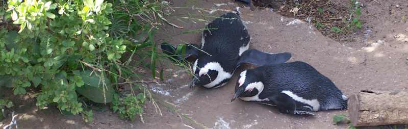 These African Penguins look like they are in an enclosure but they are wild penguins at Boulders Beach