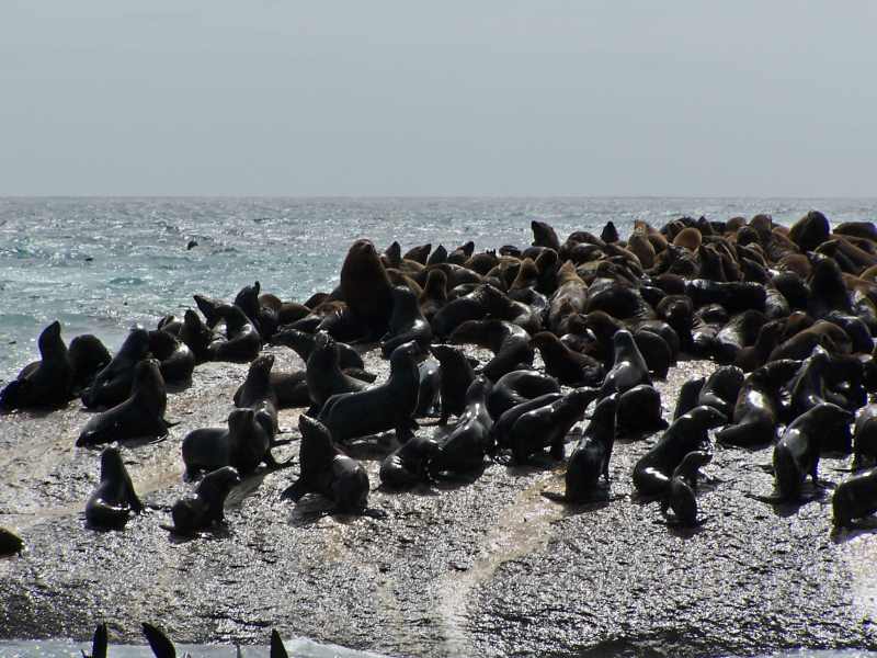 Seal or Duiker Island near Hout Bay