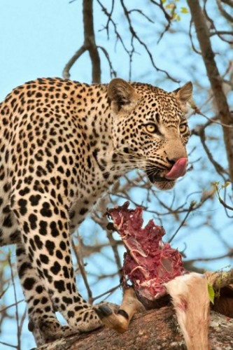 Leopard with kill