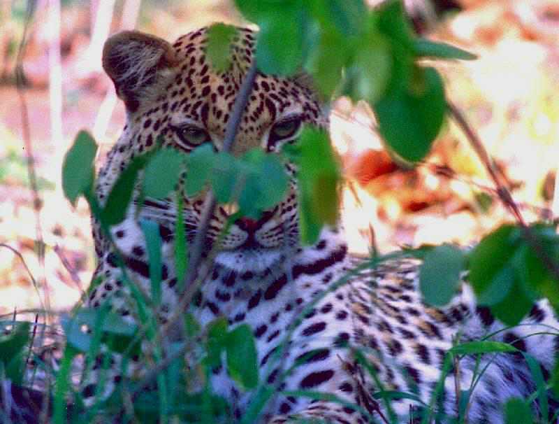 Seeing a leopard is the ultimate sighting in a game reserve