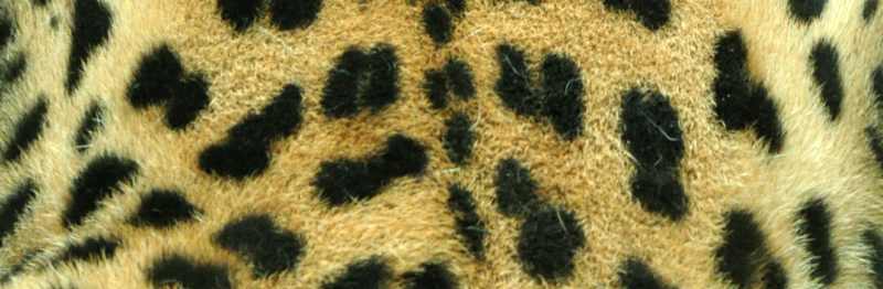 Leopard spots close up