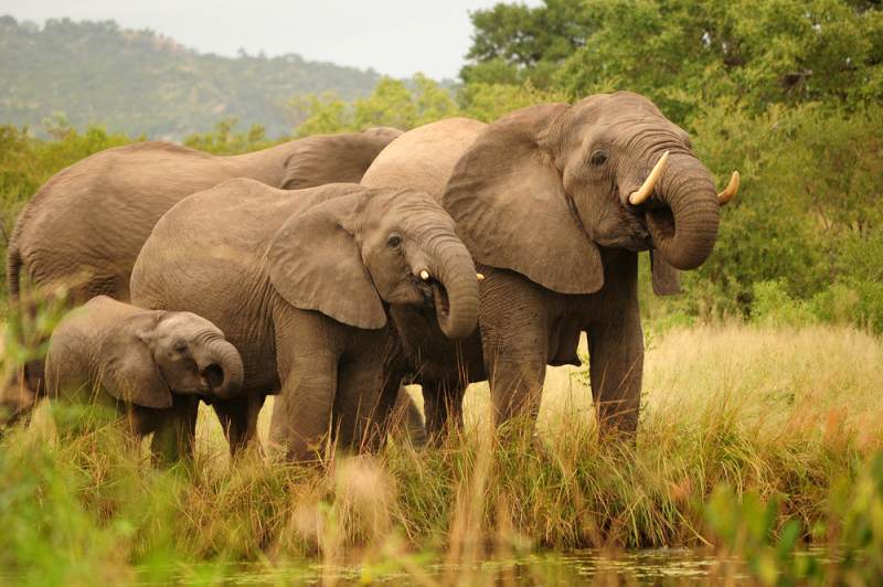 African Elephants drink at Renosterpan in Kruger National Park