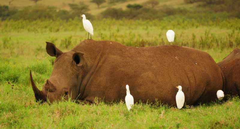 White Rhino and Cattle Egrets