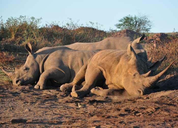 White Rhinos relaxing in the sand in the early morning