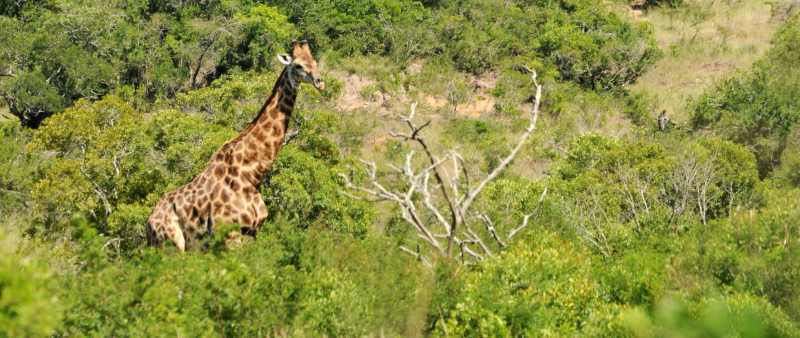 A Giraffe towers above the surrounding trees