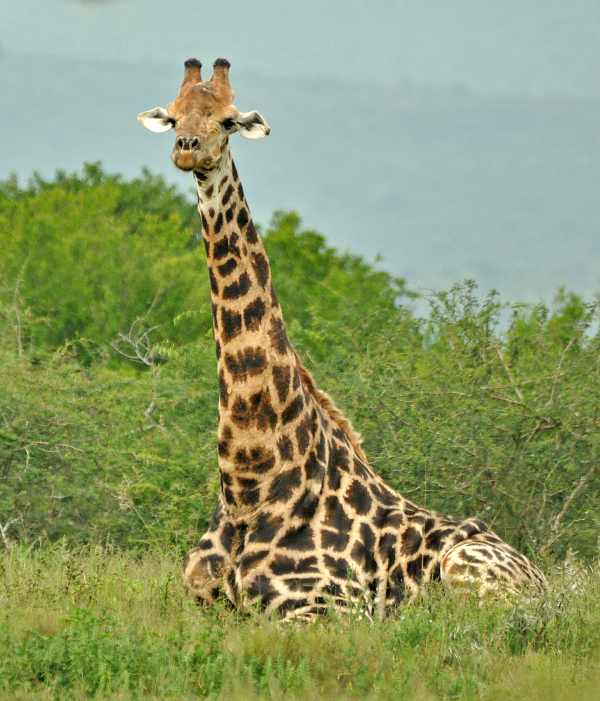 A Giraffe lying down in iMfolozi Game Reserve