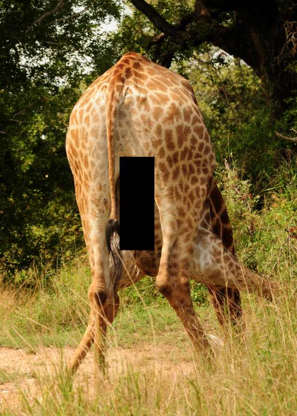 A Giraffe drinking in Kruger National Park
