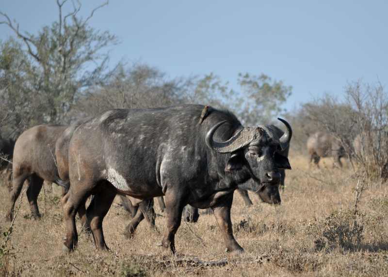 A hard of Cape Buffalo in Kruger National Park