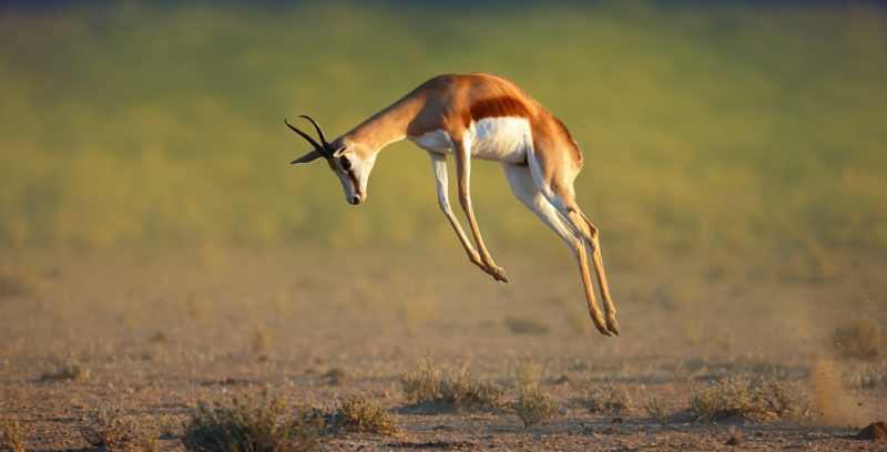 Springbok illustrating how it got its name - wonderful photo!