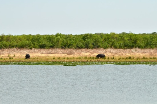 Hippos graze near the river
