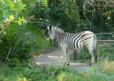 A Burchell's Zebra making use of the trail for handicapped persons at Kenneth Stainbank Nature Reserve