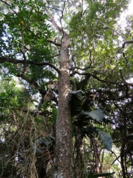 Outeniqua Yellowwood tree
