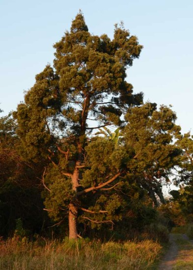 Outeniqua Yellowwood tree in Kenneth Stainbank Nature Reserve