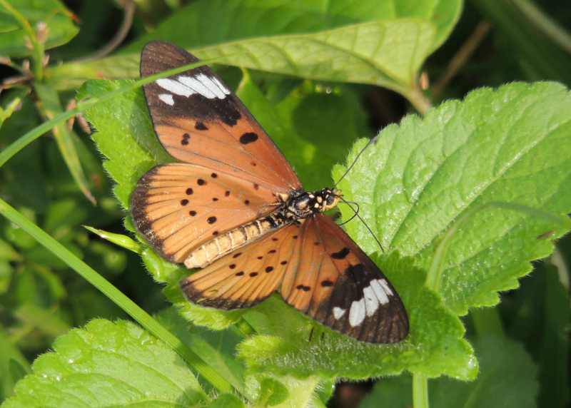 A White-barred Acraea butterfly photographed at Kenneth Stainbank Nature Reserve