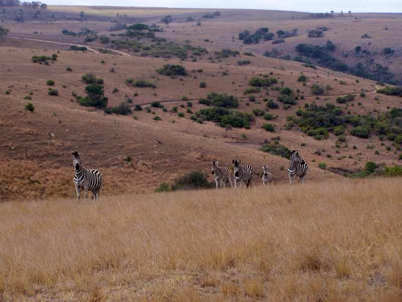 A small herd of zebra at Lake Eland Game Reserve