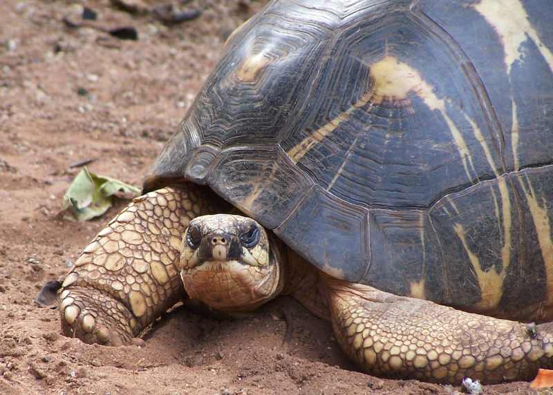 A tortoise pauses to pose for the camera