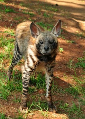 Striped Hyena - National Zoological Gardens