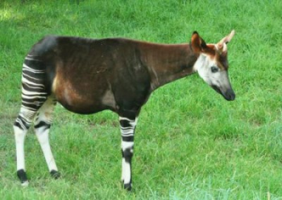 An Okapi in the National Zoological Gardens in Pretoria