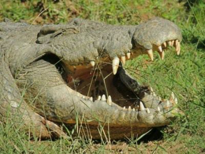 A large crocodile at Crocworld