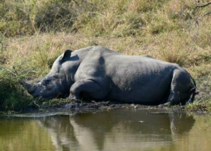 White Rhino at Matjulu Dam