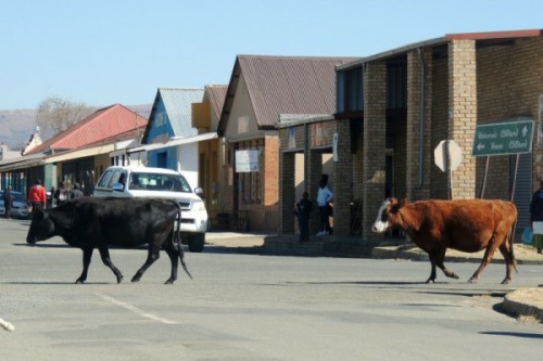 Cows in the street