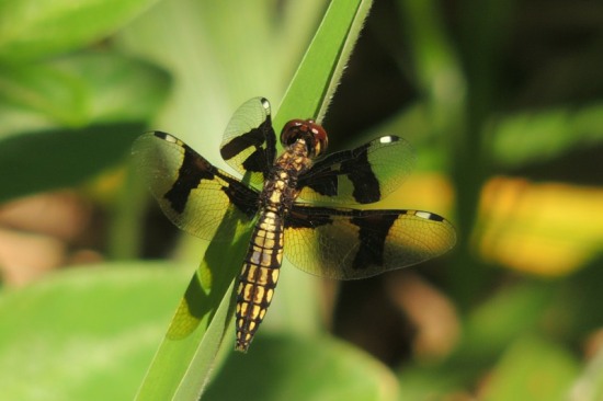 Dragonfly at Pigeon Valley