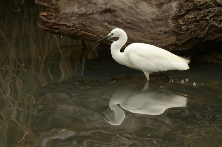 Little Egret, Austin Roberts Bird Sanctuary