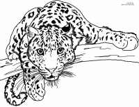 A ferocious leopard