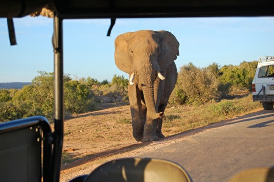 An Elephant approaching a game drive vehicle