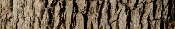 Leadwood tree