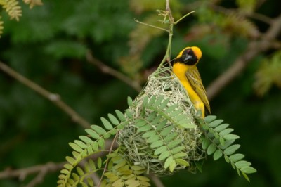 Male Masked Weaver building its nest