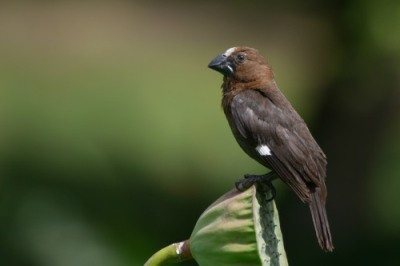 Male Thick-billed Weaver