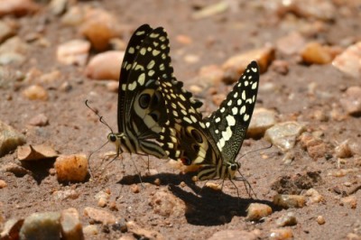 Citrus Swallowtail butterflies