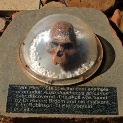A cast of the skull known as Mrs. Ples