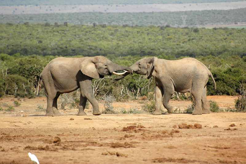Elephants sparring at Addo Elephant National Park