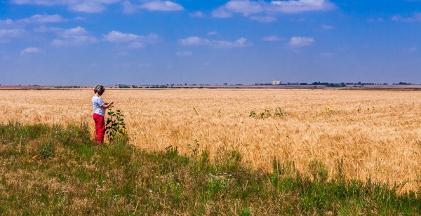 Wheat field near Bultfontein