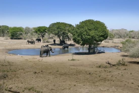 Tembe Elephant Reserve is home to many elephant
