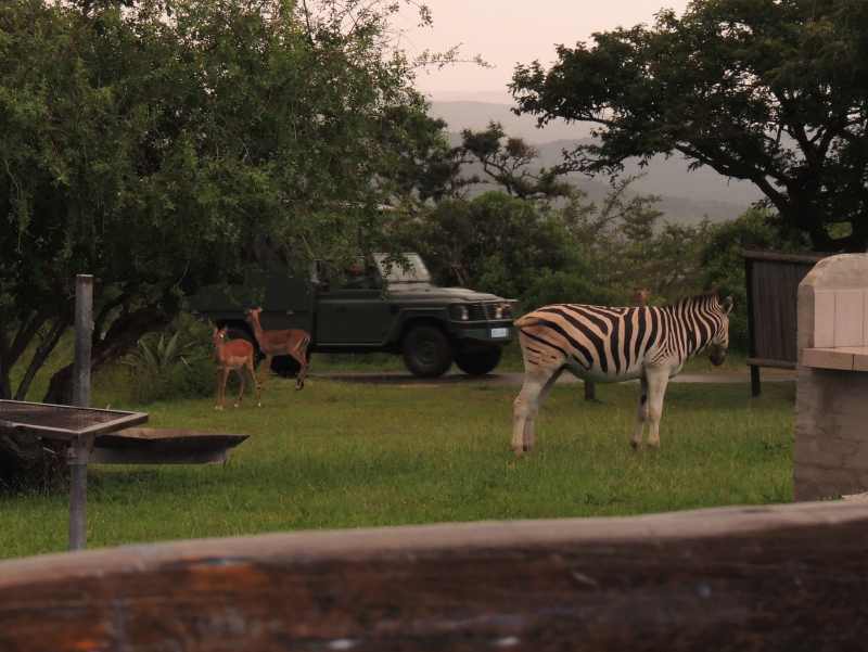 Impala and Zebra at Mpila Camp in iMfolozi Game Reserve