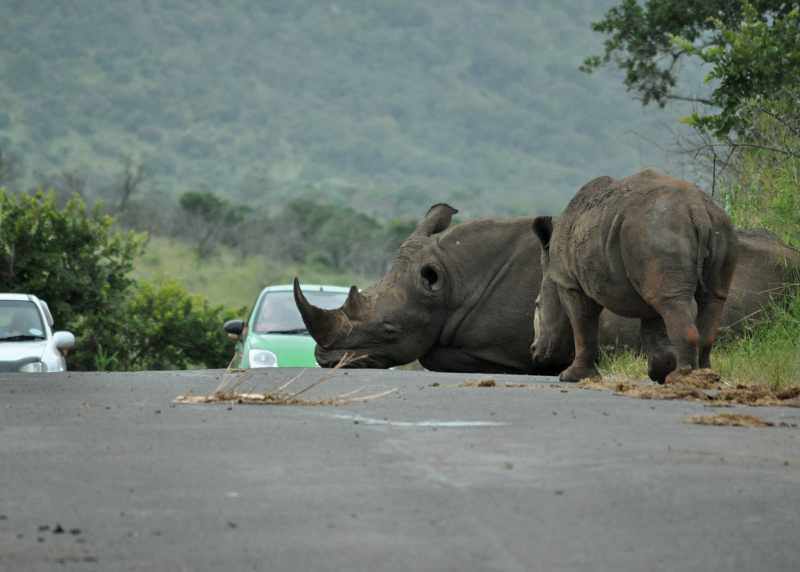 White Rhino sleeping in the road at Hluhluwe Game Reserve