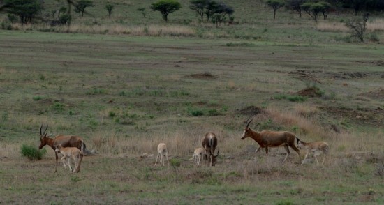 Herd of Blesbok in Spioenkop Dam and Nature Reserve