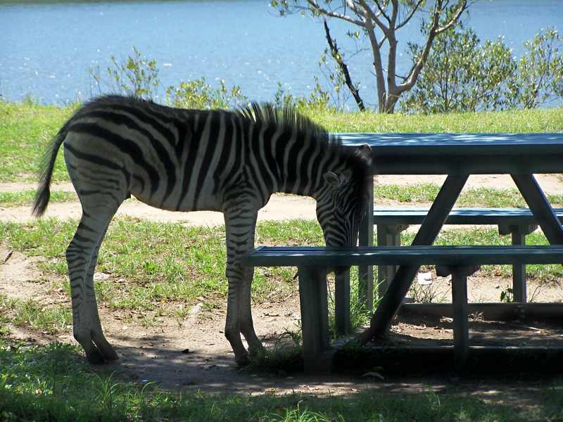 Burchell's Zebra in Umlalazi Nature Reserve
