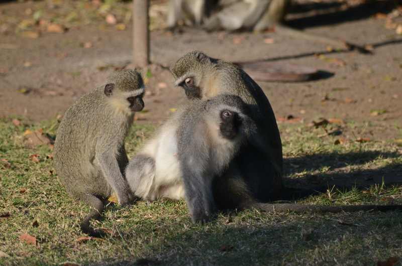 Vervet Monkeys in Umlalazi Nature Reserve