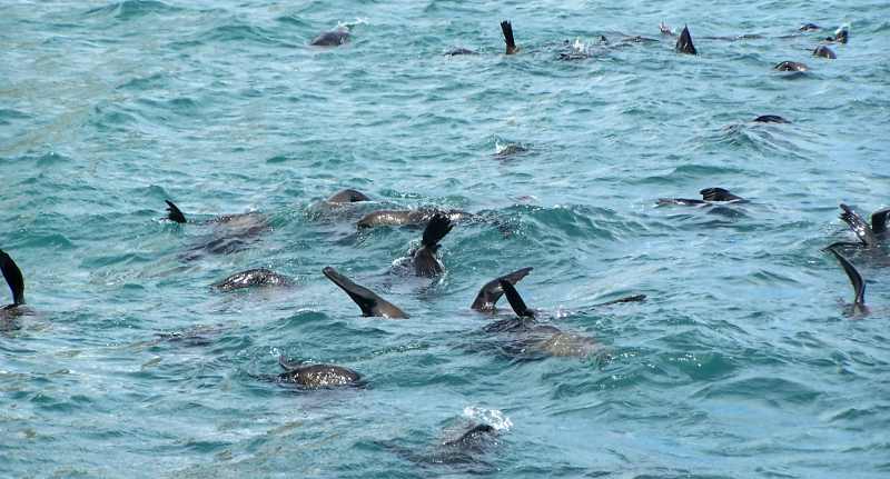 Cape Fur Seals float in chilly waters with their flippers out the water to warm up
