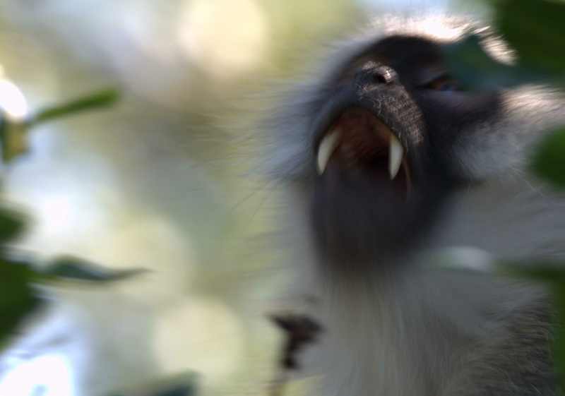 Vervet Monkeys have surprisingly big teeth.