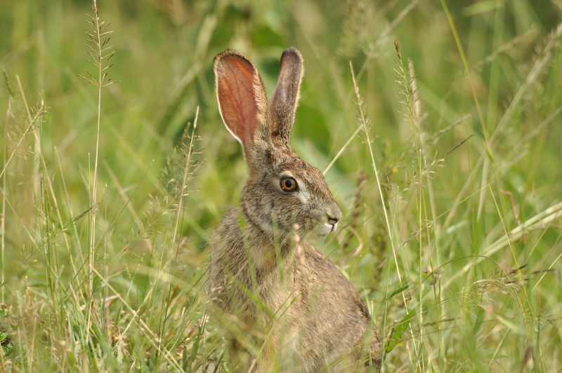 A Scrub Hare out in the daylight at iMfolozi Game Reserve